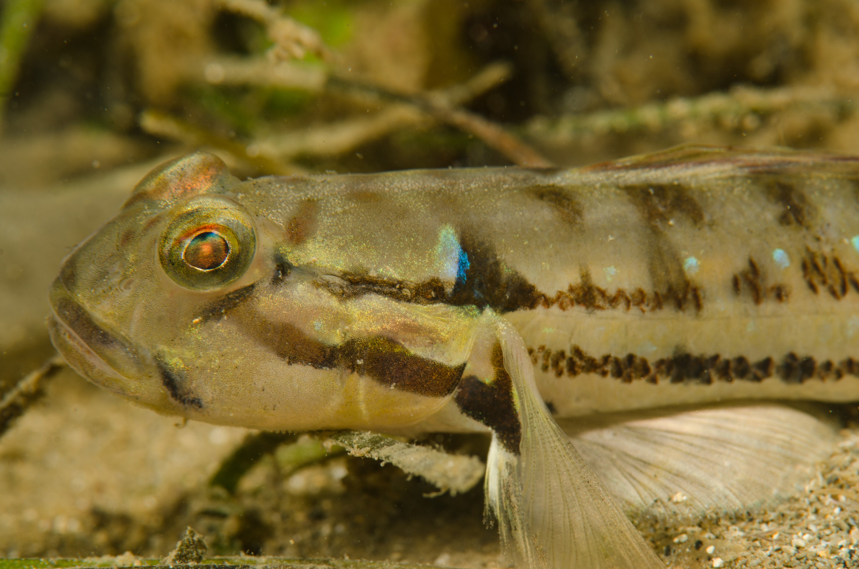 DSC_8457 – Arenigobius bifrenatus, Australian, bridled, crispin, estuary, goby, matapouri, new, nz, zealand, JAN17